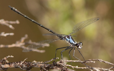 Austroargiolestes alpinus